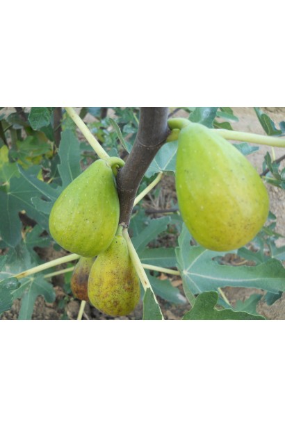 Інжир Далматський плоди